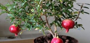 Regeln für das Pflanzen und Pflegen von Granatapfel in Innenräumen und Methoden für den Anbau zu Hause
