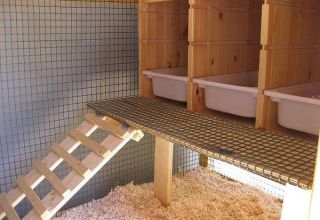 How to make perches for chickens with your own hands, options and sizes