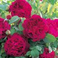 Mô tả các giống hoa hồng Anh tốt nhất, cách trồng và chăm sóc, sinh sản