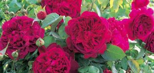 Description des meilleures variétés de roses anglaises, culture et soins, reproduction