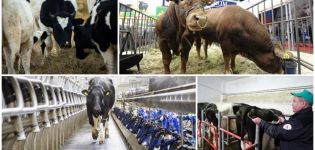Miksi ja kuinka monta kertaa vuodessa karjan luokittelu suoritetaan ja arviointiperusteet