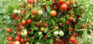 Charakteristika a opis odrody paradajok odrody Babushkina, jej výnos