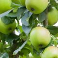 Kuvaus omenapuulajikkeesta Sverdlovchanin, edut ja haitat, kypsyminen ja hedelmä