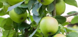 وصف صنف شجرة التفاح Sverdlovchanin ، مزايا وعيوب ، النضج والإثمار
