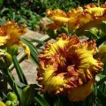 Taglilien auf freiem Feld pflanzen und pflegen, wachsen und sich auf den Winter vorbereiten