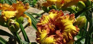 Planting and caring for daylilies in the open field, growing and preparing for winter