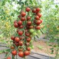 Charakterystyka i opis odmiany pomidora Spasskaya Tower, jej plon