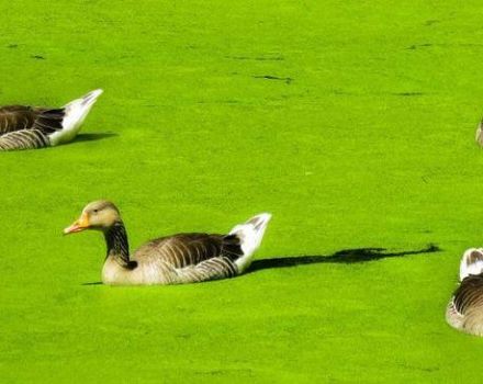 The benefits of duckweed for feeding ducks, at what age and how to give it correctly