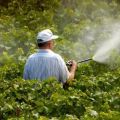 Instruccions d’ús de fungicides per a raïm i les millors preparacions