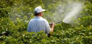 Instructies voor het gebruik van fungiciden voor druiven en de beste bereidingen