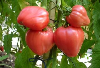 Characteristics and description of the tomato variety Tolstushka, its yield
