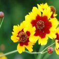 Planting and caring for perennial coreopsis, TOP 25 varieties