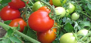 وصف صنف الطماطم Milashka وخصائصه والمحصول