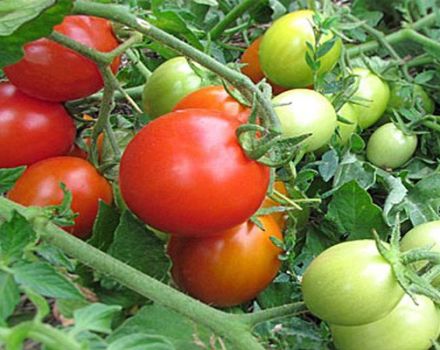 Descrizione della varietà di pomodoro Milashka, le sue caratteristiche e la resa