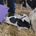 Ordning og regler for fodring af nyfødte kalve derhjemme