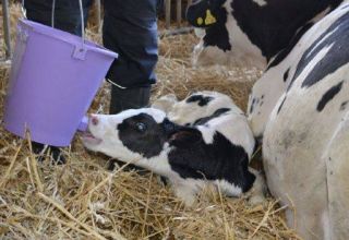Scheme and rules for feeding newborn calves at home