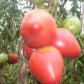 Opis odrody paradajok Eagle Heart, znaky pestovania a starostlivosti