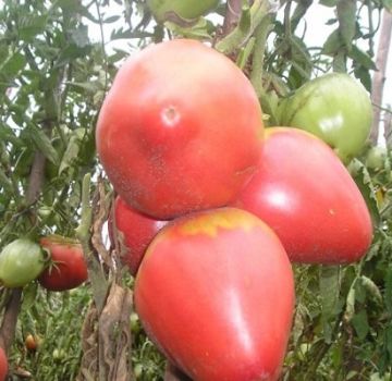 Descripción de la variedad de tomate Eagle Heart, características de cultivo y cuidado.