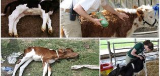 Signs of white muscle disease in calves and home treatment