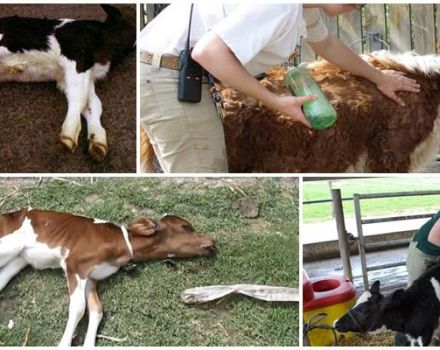 Signs of white muscle disease in calves and home treatment