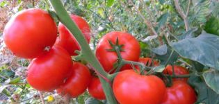 Descripción y características de la variedad de tomate Korneevsky.