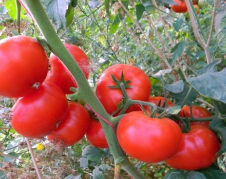 Περιγραφή και χαρακτηριστικά της ποικιλίας ντομάτας Korneevsky