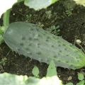 Description and cultivation of cucumbers varieties Petersburg Express f1