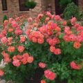 Opis odmian róż w sprayu, zasady sadzenia i pielęgnacji w otwartym polu