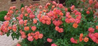 Opis sorti ruža u spreju, pravila sadnje i njege na otvorenom terenu