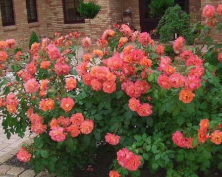 Descripció de varietats de roses de ruixat, regles de plantació i cura en camp obert