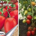 Beskrivelse af tomatsorten Tsar Peter og dens egenskaber