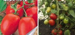 Opis odmiany pomidora Car Piotr i jej cechy