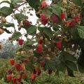En iyi büyük meyveli ve remontant tür olan kırmızı ahududu çeşitlerinin tanımı