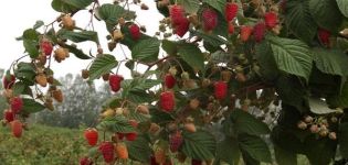 Paglalarawan ng mga varieties ng mga pulang raspberry, ang pinakamahusay na malalaking prutas at remontant species