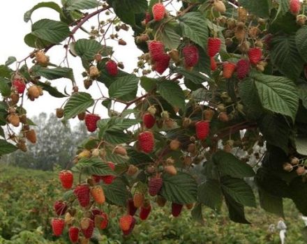 תיאור זני הפטל האדומים, המינים הטובים ביותר עם פירות גדולים ורומנטנטים