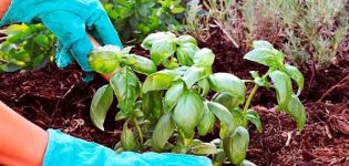 Cómo cultivar y cuidar la albahaca en un invernadero.