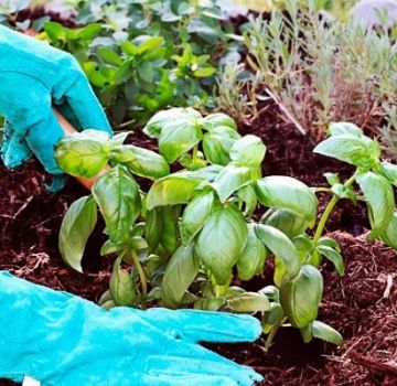 Ako správne pestovať a starať sa o bazalku v skleníku