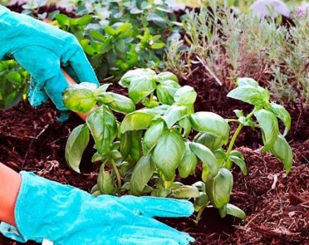 Ako správne pestovať a starať sa o bazalku v skleníku