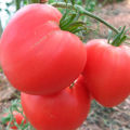 Beskrivelse af sort, egenskaber og funktioner ved voksende tomat Pink hjerte