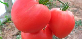 Pomidorų veislės, savybių ir ypatybių aprašymas Rožinė širdis