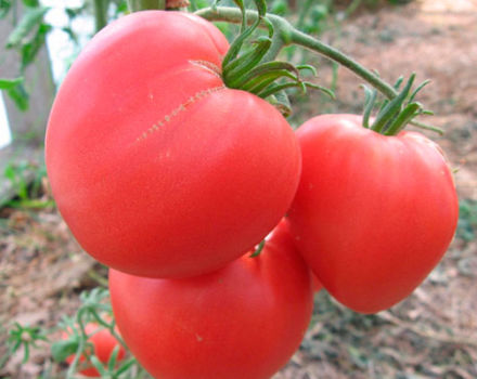 Opis sorte, karakteristika i značajki uzgoja rajčice Ružino srce
