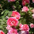 Descripción de las variedades de rosas Pulverizar, plantar y cuidar en campo abierto para principiantes.