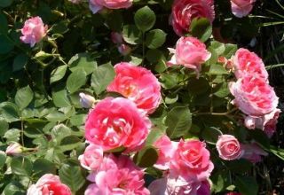 Beschreibung der Rosensorten Sprühen, Pflanzen und Pflegen auf freiem Feld für Anfänger