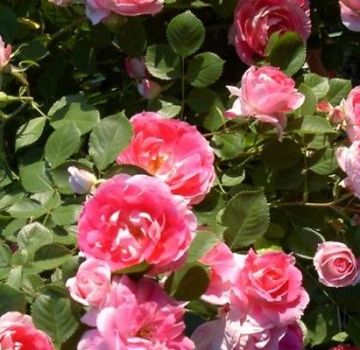 Beschrijving van de variëteiten van rozen Spuiten, planten en verzorgen in het open veld voor beginners