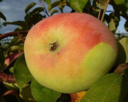Gedetailleerde beschrijving en belangrijkste kenmerken van de Martovskoe-appelvariëteit