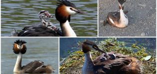 Opis i siedliska kaczki muchomor, zachowania dzikich zwierząt i dieta