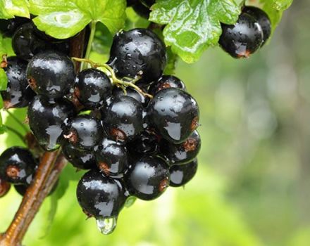 Description and characteristics of the Treasure currant variety, cultivation and care