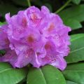 Medicinske egenskaber og kontraindikationer af rhododendron, brug i traditionel medicin