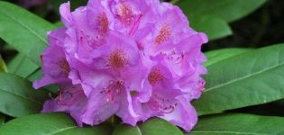 Geneeskrachtige eigenschappen en contra-indicaties van rododendron, gebruik in de traditionele geneeskunde