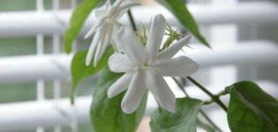 Description of indoor jasmine, reproduction and cultivation, how to care
